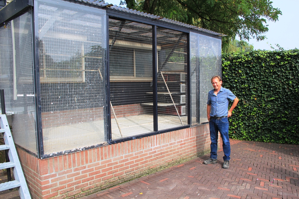 De ruime voliere voor het jonge duivenhok