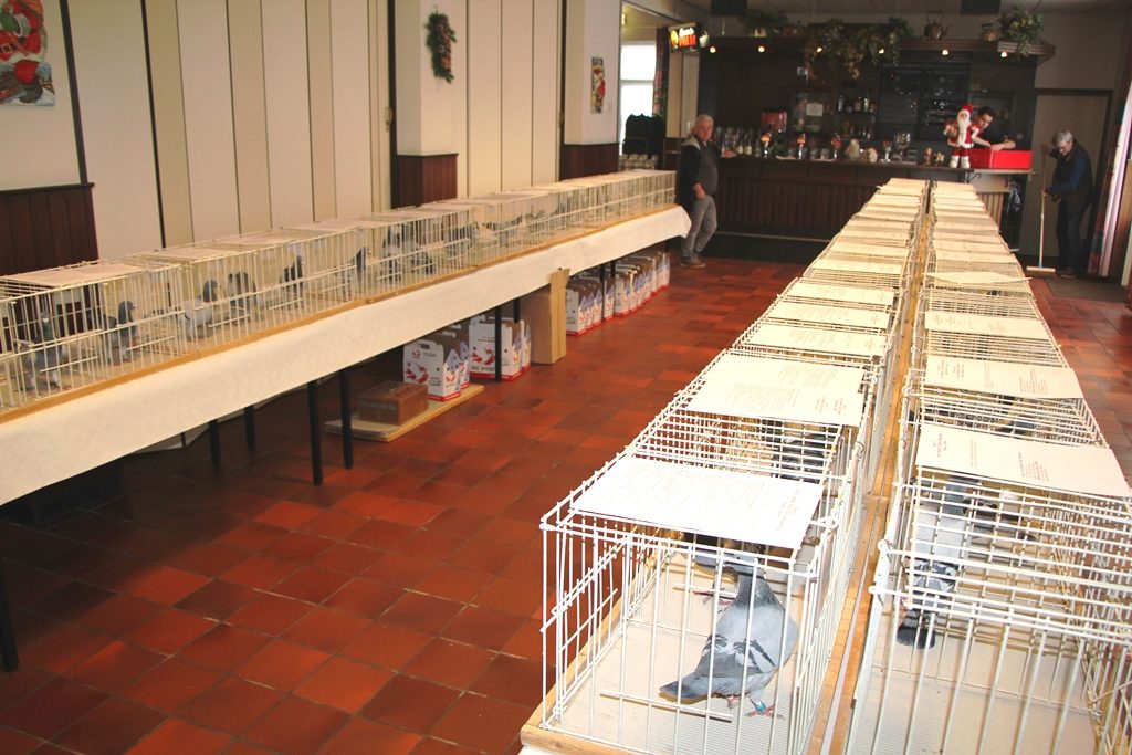 alle-duiven-in-de-kooitjes