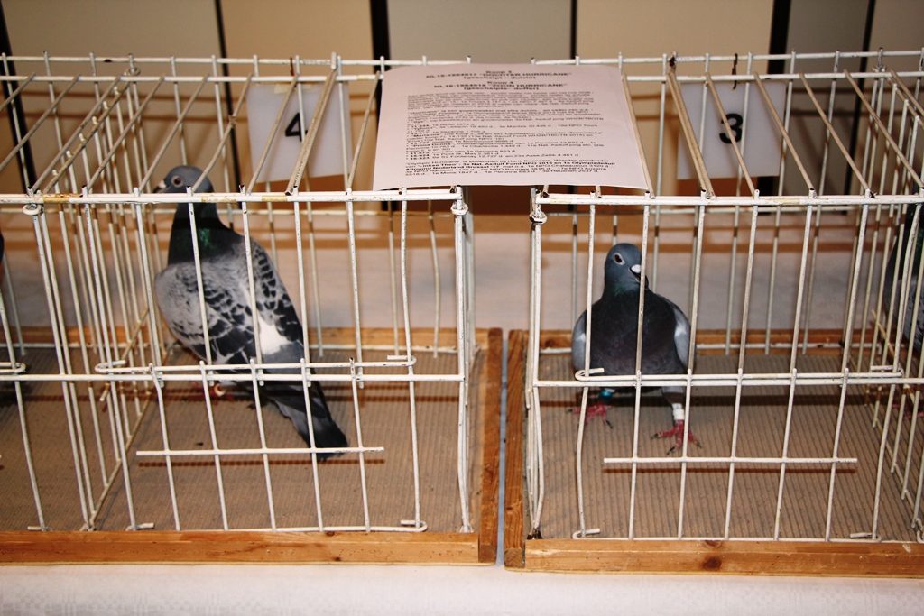 koop-3-en-4-de-toppers-van-de-verkoop