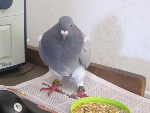 Afbeeldingsresultaat voor duif gevonden