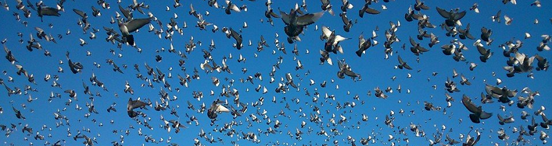 Afbeeldingsresultaat voor jonge duiven