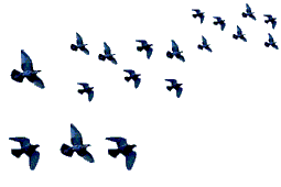 Afbeeldingsresultaat voor instituut wedvlucht begeleiding